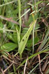 Yellow fringless orchid