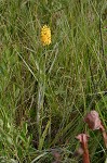 Yellow fringless orchid