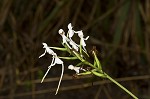 White fringeless orchid