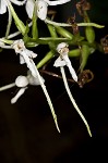 White fringeless orchid