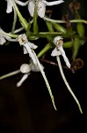 White fringeless orchid