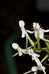 White fringeless orchid