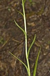 White fringeless orchid