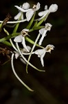 White fringeless orchid