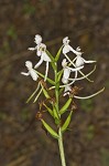 White fringeless orchid