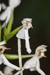 White fringeless orchid