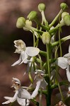 White fringeless orchid