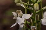 White fringeless orchid