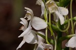 White fringeless orchid