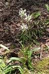 White fringeless orchid