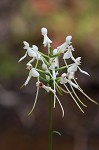 White fringeless orchid