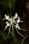 White fringeless orchid