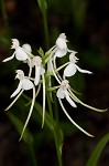 White fringeless orchid