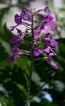 Purple fringless orchid