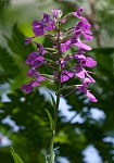 Purple fringless orchid