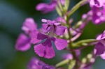 Purple fringless orchid