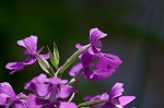 Purple fringless orchid