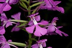 Purple fringless orchid