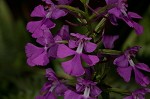 Purple fringless orchid