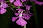 Purple fringless orchid