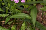 Purple fringless orchid