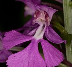 Purple fringless orchid