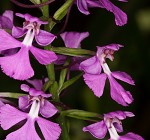 Purple fringless orchid