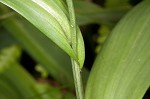 Purple fringless orchid