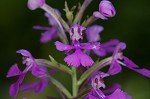 Purple fringless orchid