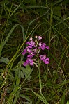 Purple fringless orchid