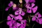 Purple fringless orchid