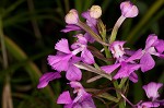 Purple fringless orchid