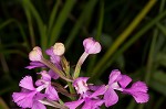 Purple fringless orchid