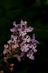 Small purple fringed orchid <BR>Lesser purple fringed orchid