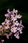 Small purple fringed orchid <BR>Lesser purple fringed orchid