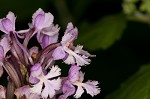 Small purple fringed orchid <BR>Lesser purple fringed orchid