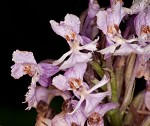 Small purple fringed orchid <BR>Lesser purple fringed orchid