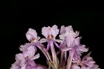 Small purple fringed orchid <BR>Lesser purple fringed orchid