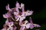 Small purple fringed orchid <BR>Lesser purple fringed orchid