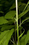 Small purple fringed orchid <BR>Lesser purple fringed orchid