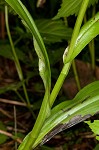 Small purple fringed orchid <BR>Lesser purple fringed orchid