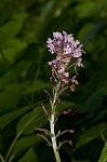 Small purple fringed orchid <BR>Lesser purple fringed orchid