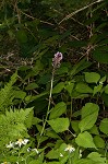 Small purple fringed orchid <BR>Lesser purple fringed orchid