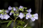 Greek valerian <BR>Jacob's ladder