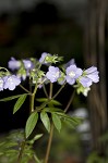 Greek valerian <BR>Jacob's ladder