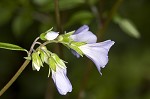 Greek valerian <BR>Jacob's ladder