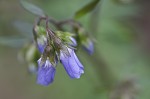 Greek valerian <BR>Jacob's ladder