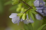 Greek valerian <BR>Jacob's ladder