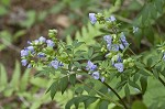 Greek valerian <BR>Jacob's ladder