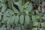 Greek valerian <BR>Jacob's ladder